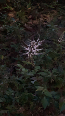 Orthosiphon aristatus