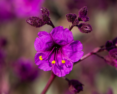 Mirabilis elegans