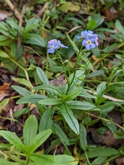 Myosotis scorpioides