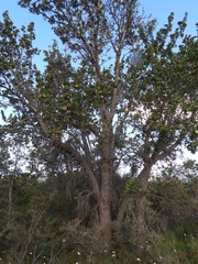 Banksia ilicifolia