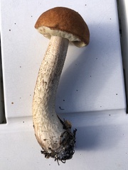 Leccinum aurantiacum