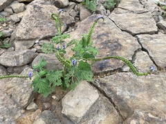 Heliotropium indicum