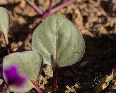 Mirabilis elegans