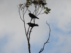 Corvus coronoides perplexus