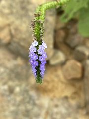 Heliotropium indicum