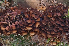 Hypholoma
