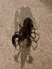 Procambarus gracilis