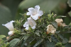 Strobilanthes ixiocephala
