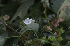 Strobilanthes ixiocephala
