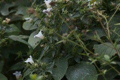 Strobilanthes ixiocephala