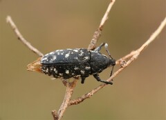 Leucomigus tesselatus