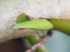 Siphanta acuta