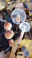 Hypholoma
