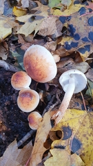 Hypholoma