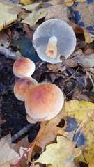 Hypholoma