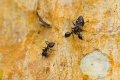 Crematogaster