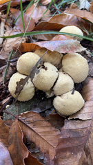 Apioperdon pyriforme