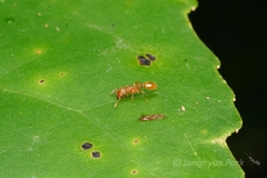 Tetramorium bicarinatum