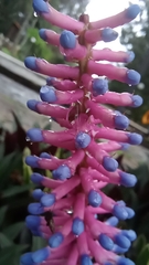 Aechmea gamosepala