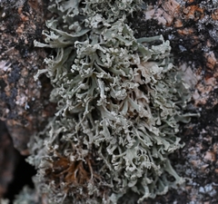 Ramalina capitata