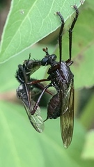 Pseudorus