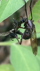 Pseudorus