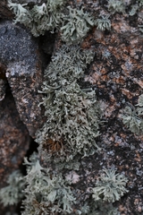 Ramalina capitata