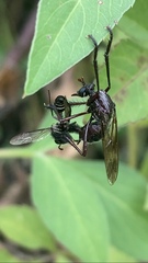 Pseudorus