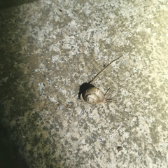 Cyclophorus martensianus