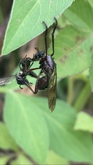 Pseudorus