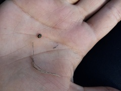 Coccinula quatuordecimpustulata