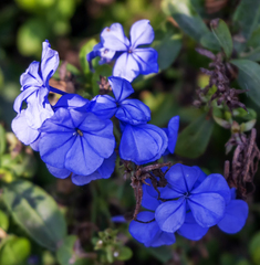 Ceratostigma plumbaginoides