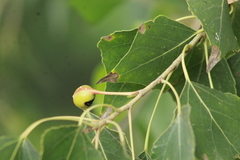 Pemphigus obesinymphae