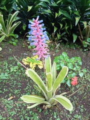 Aechmea gamosepala