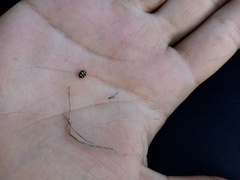 Coccinula quatuordecimpustulata