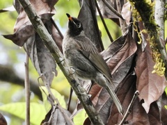 Bolemoreus frenatus