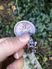 Lepista personata