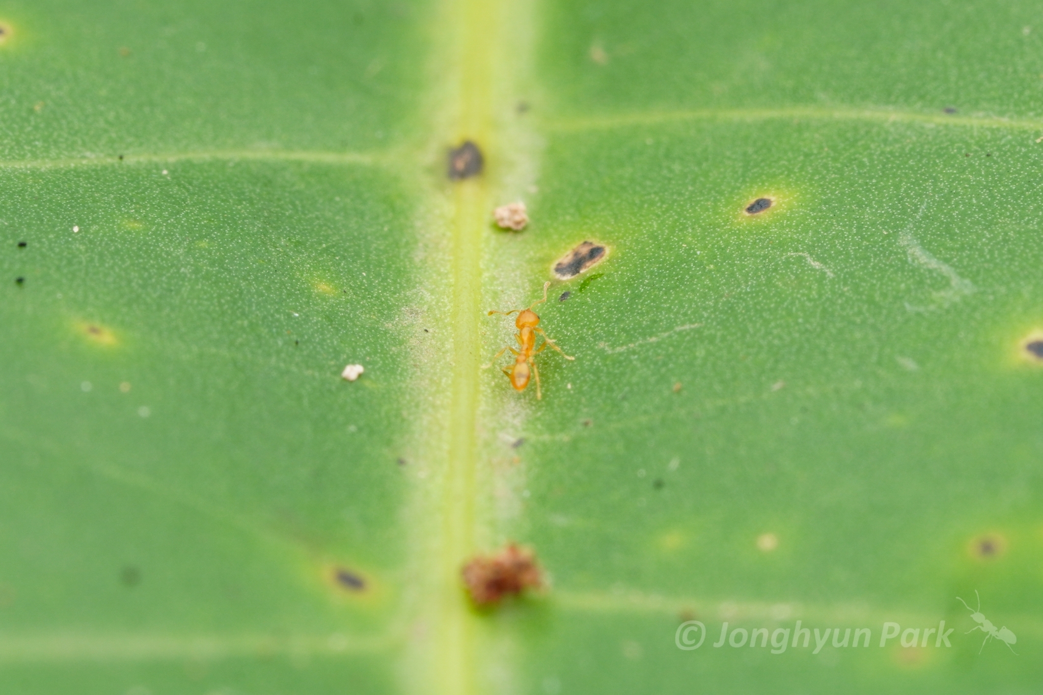 Recurvidris recurvispinosa