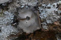 Umbilicaria grisea