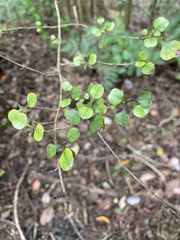 Coprosma spathulata