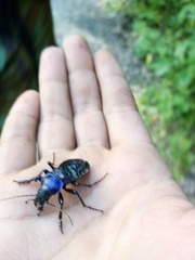 Carabus schoenherri