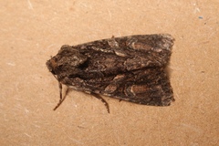 Dryobotodes tenebrosa