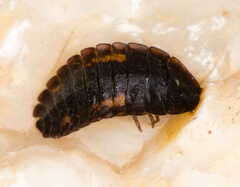 Silphidae