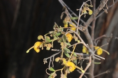 Grevillea chrysophaea