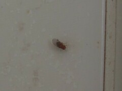 Drosophila melanogaster
