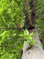 Couroupita guianensis