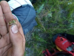 Carpocoris