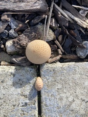 Apioperdon pyriforme