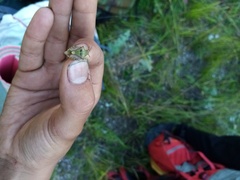 Carpocoris