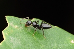 Colobopsis vitrea